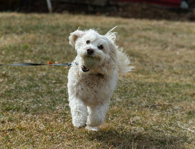 daily_walks