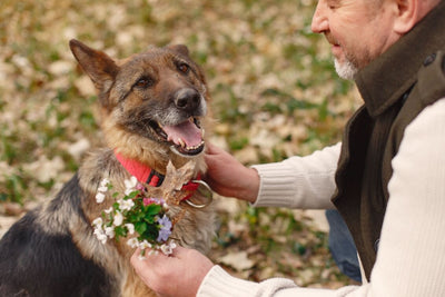 Senior Pet Vitality